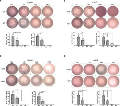 Corrigendum: Co-stimulation with TLR7 agonist imiquimod and inactivated Influenza virus particles promotes mouse B cell activation, differentiation, and accelerated antigen specific antibody production